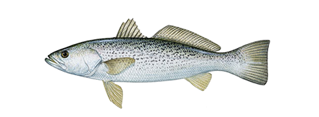 A white and gray fish on a white background caught during New Jersey saltwater fishing.
